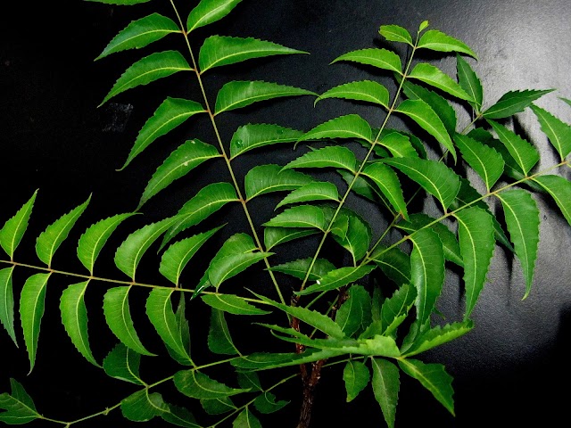 What Does Neem Works for Our Health? - Actual Benefits of Neem Leaves