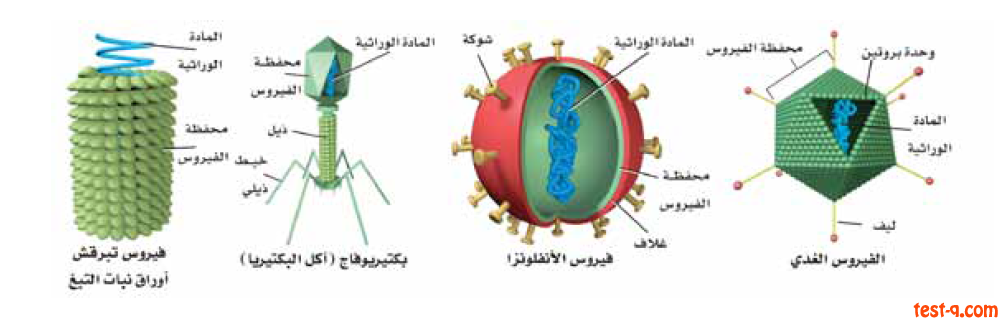 الفيروسات المفيدة كيف تعالج الفيروسات بعض الأمراض تسعة