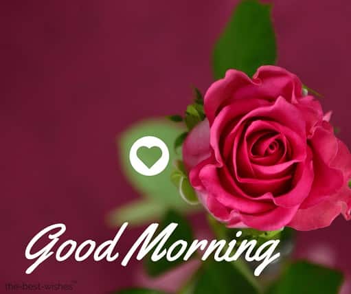 200 beautiful good morning wishes with flowers best hd images good morning wishes with flowers