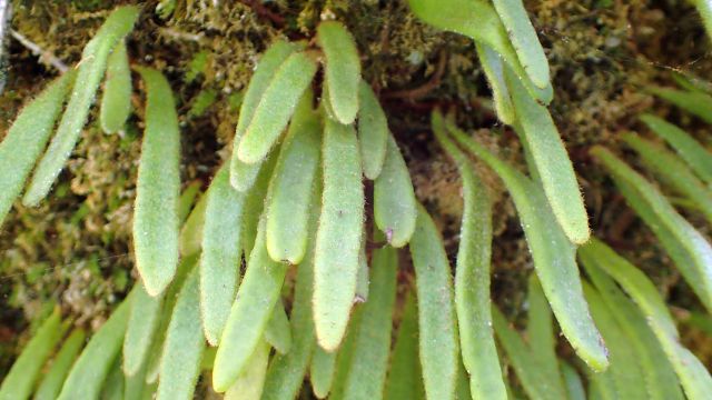 シダの種類 - Blechnum gibbum またはオウム草