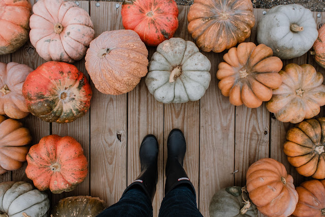 Fall, pumpkins, free loom knit hat pattern Photo by Briana Tozour