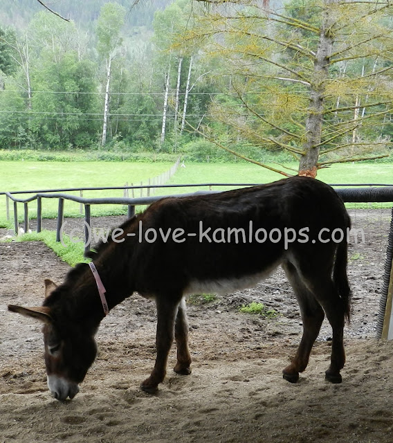Sassy eats in the shelter at the donkey refuge