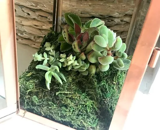 Moss covered succulent planter pocket in a Copper Lantern