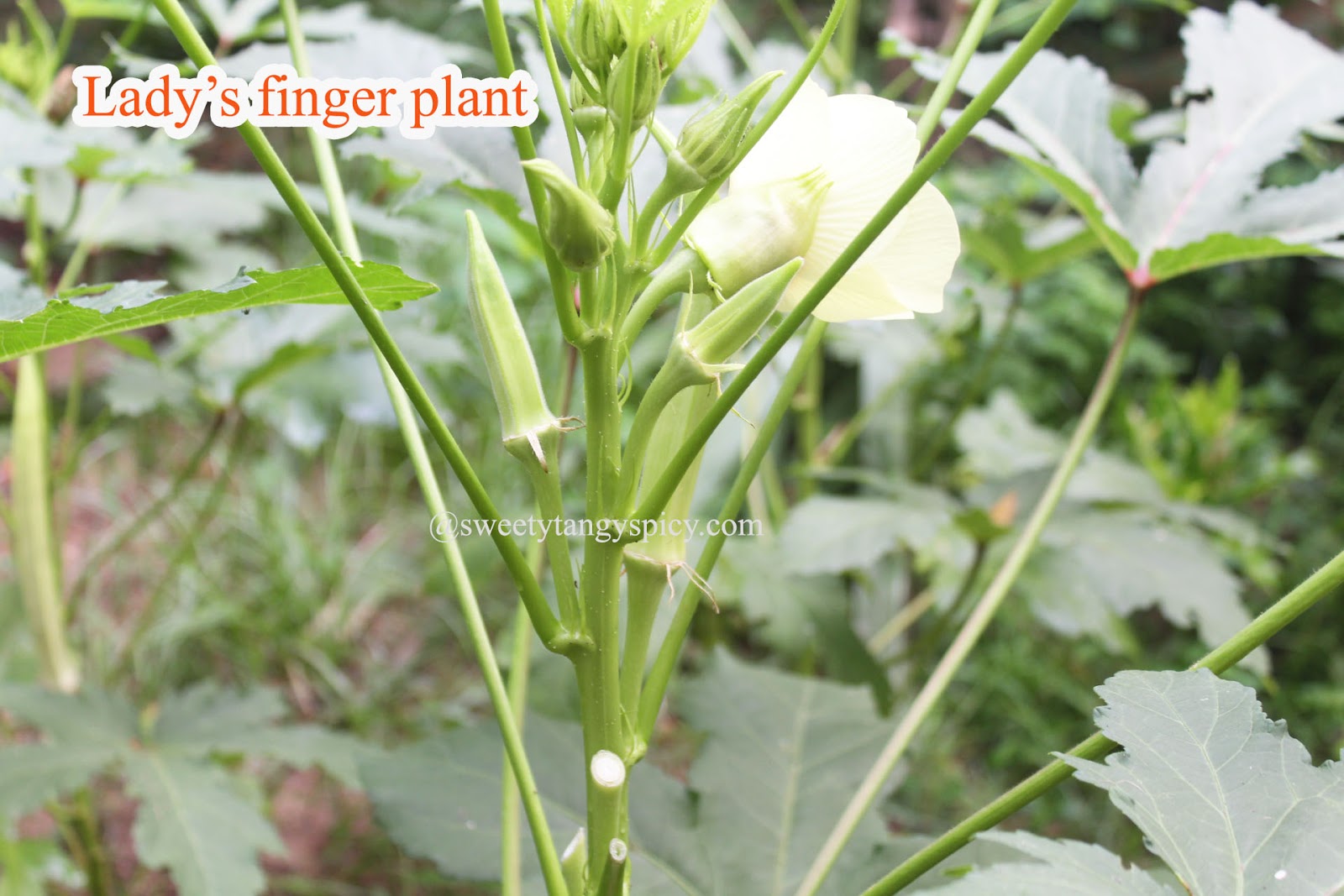 Say Hi to Lady's Finger Exploring Health Benefits and Culinary Delights