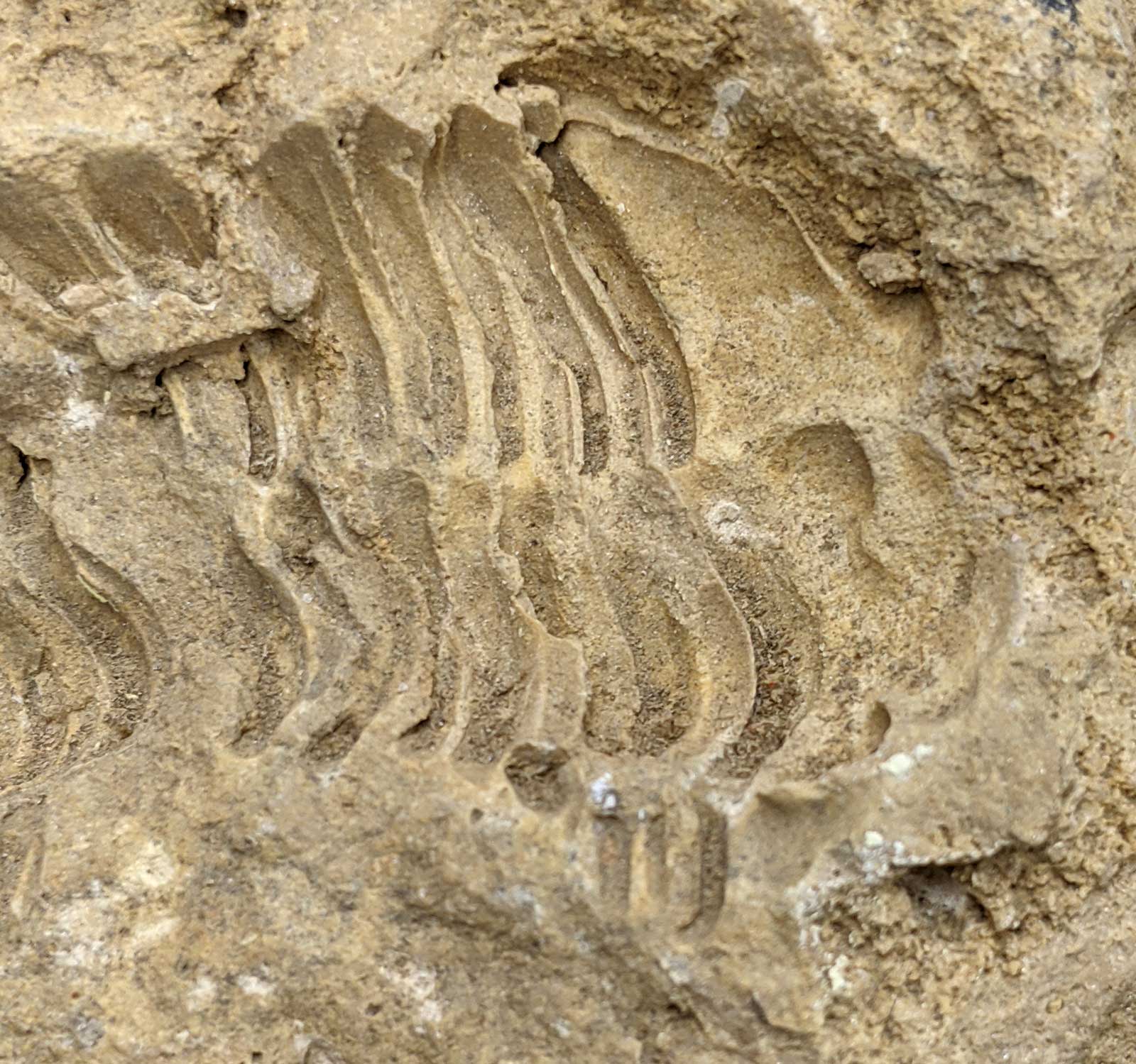 Louisville Fossils and Beyond Calymene Trilobite Imprints