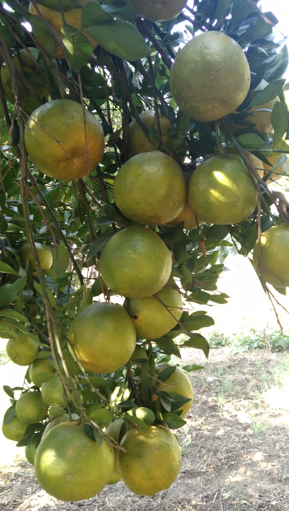 Order Nagpur Oranges Directly Form Farms at 12rs