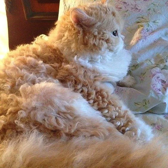 Picture of a longhaired Selkirk Rex bicolour