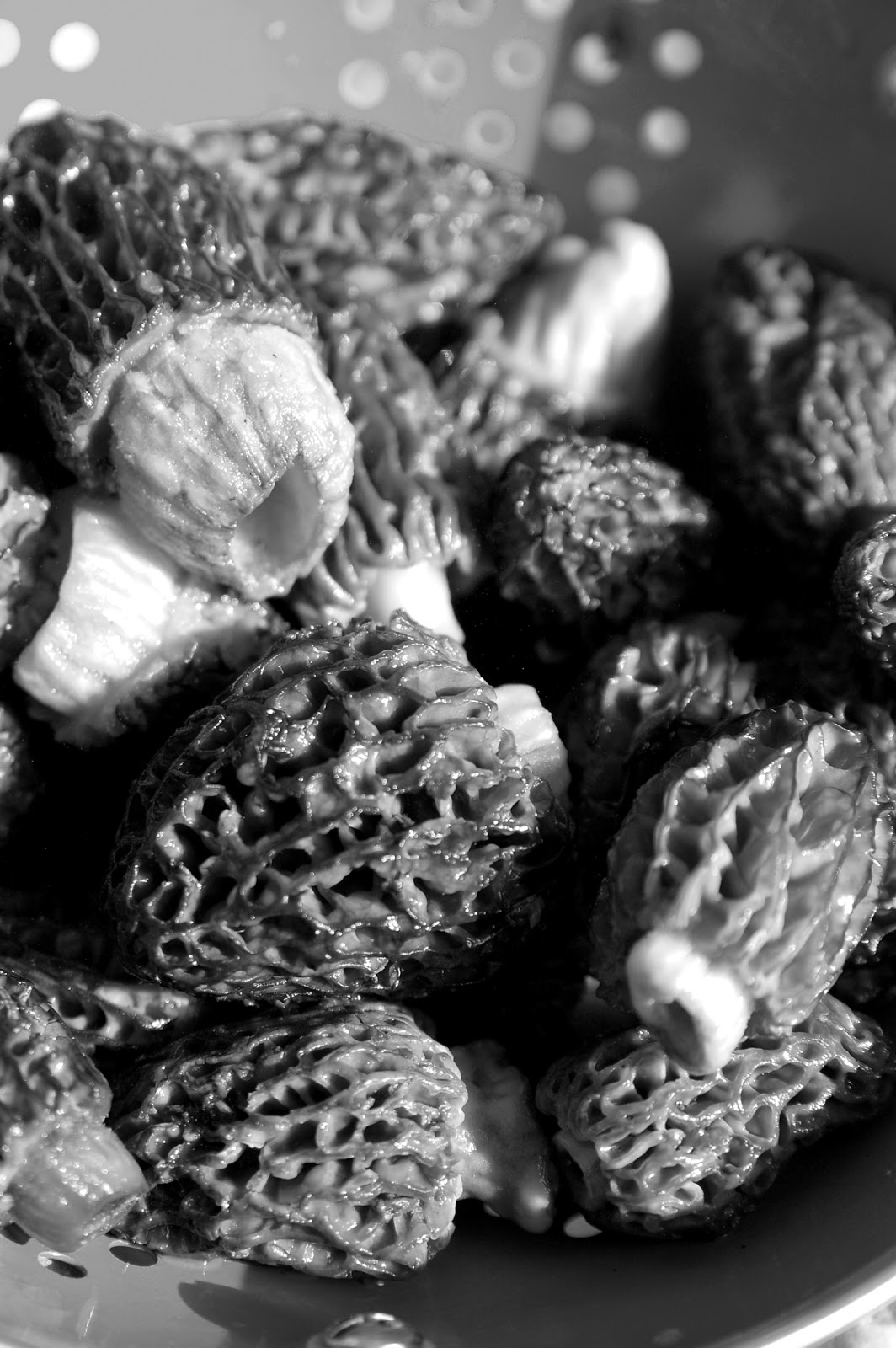 Our guide to buying, preparing, and cooking morels, plus our favorite