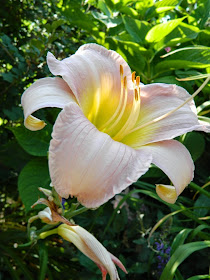 Catherine Woodbury Hemerocallis daylily by garden muses-not another Toronto gardening blog