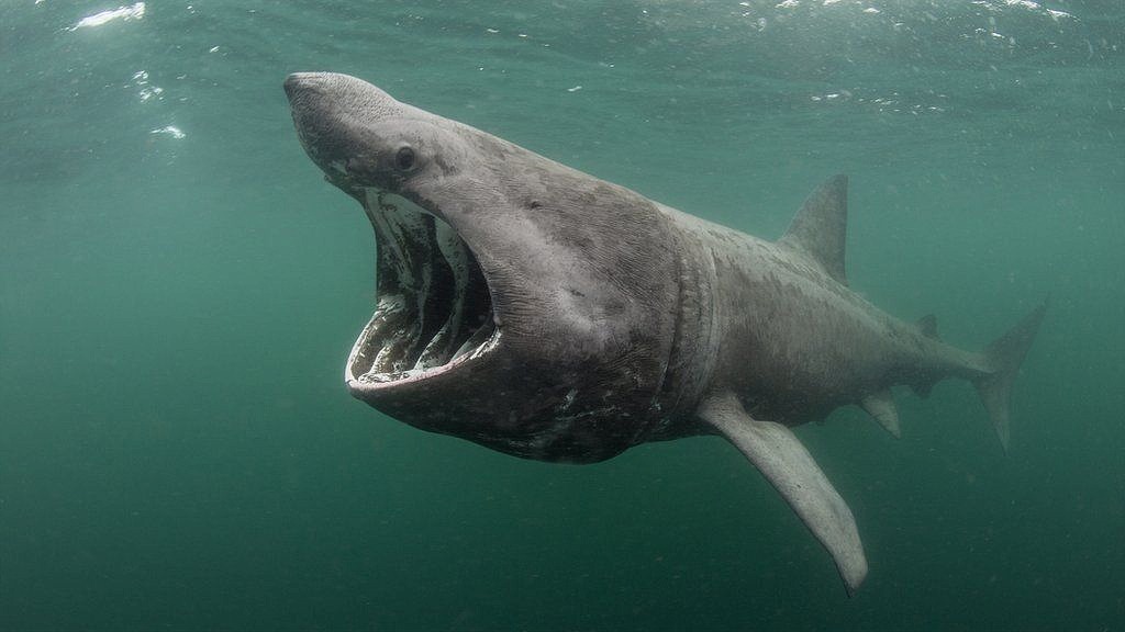 The Best Shark Dive in the World! Basking Sharks!