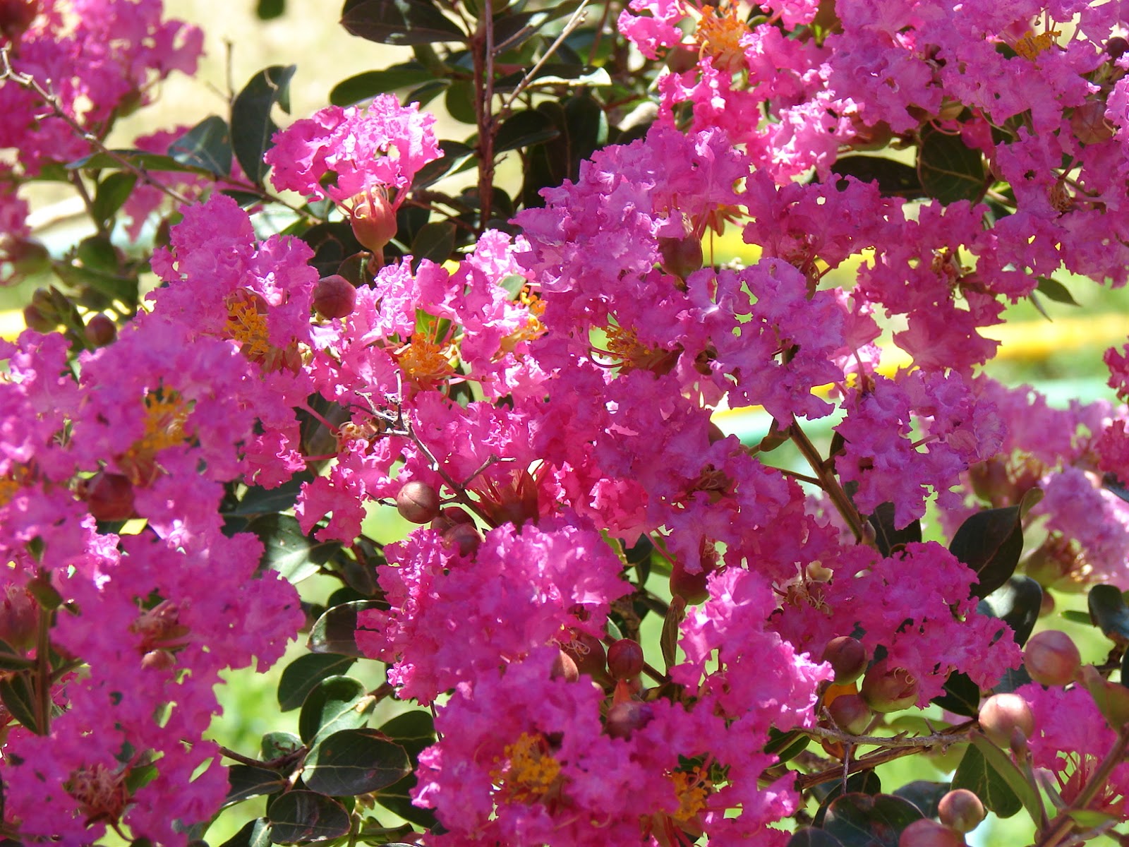 THE COUNTRY FARM HOME In The PinkCrepe Myrtle