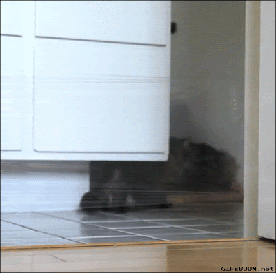 cool-gif-cat-laser-film-face.gif