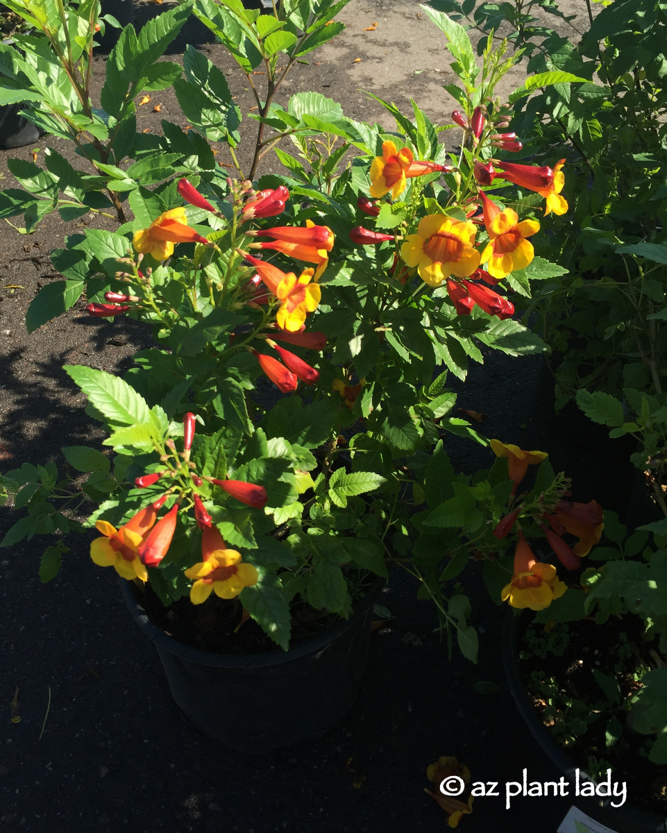 Pyracanthus Stock Photos Pyracanthus Stock Images Alamy