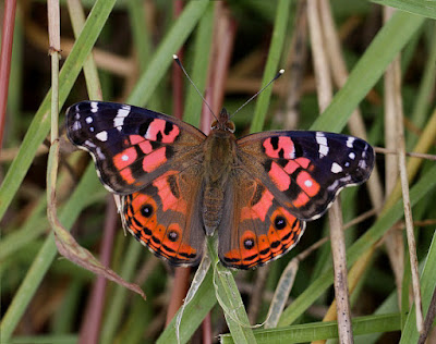 Mariposa dama pintada (Vanessa braziliensis)