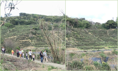 桃園龍潭景點[大北坑休閒農業區] 戀戀魯冰花˙吃喝玩樂盡在其中