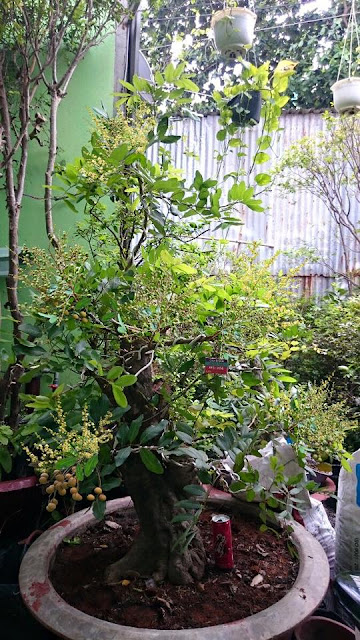 Nhãn bonsai - Đẹp và chất lượng - Nhà vườn Khánh Võ Nhan%2Bbonsai%2Bsieu%2Btrai%2B1