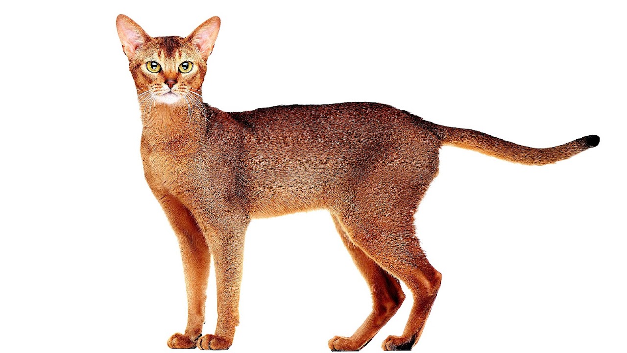 The International Cat Association Cat Choices