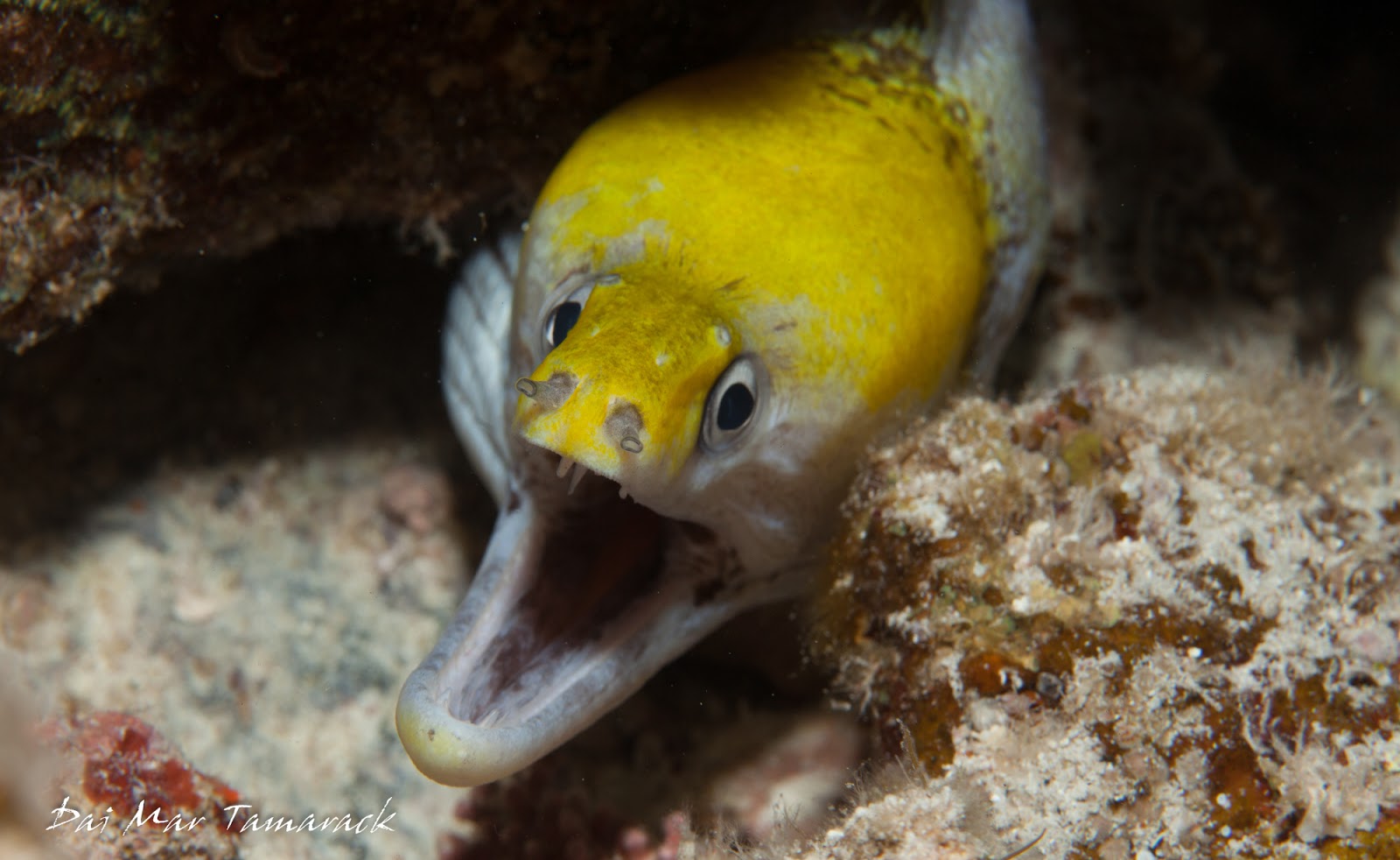 Capturing the Moment Close Up with Moray Eels in Hawaii
