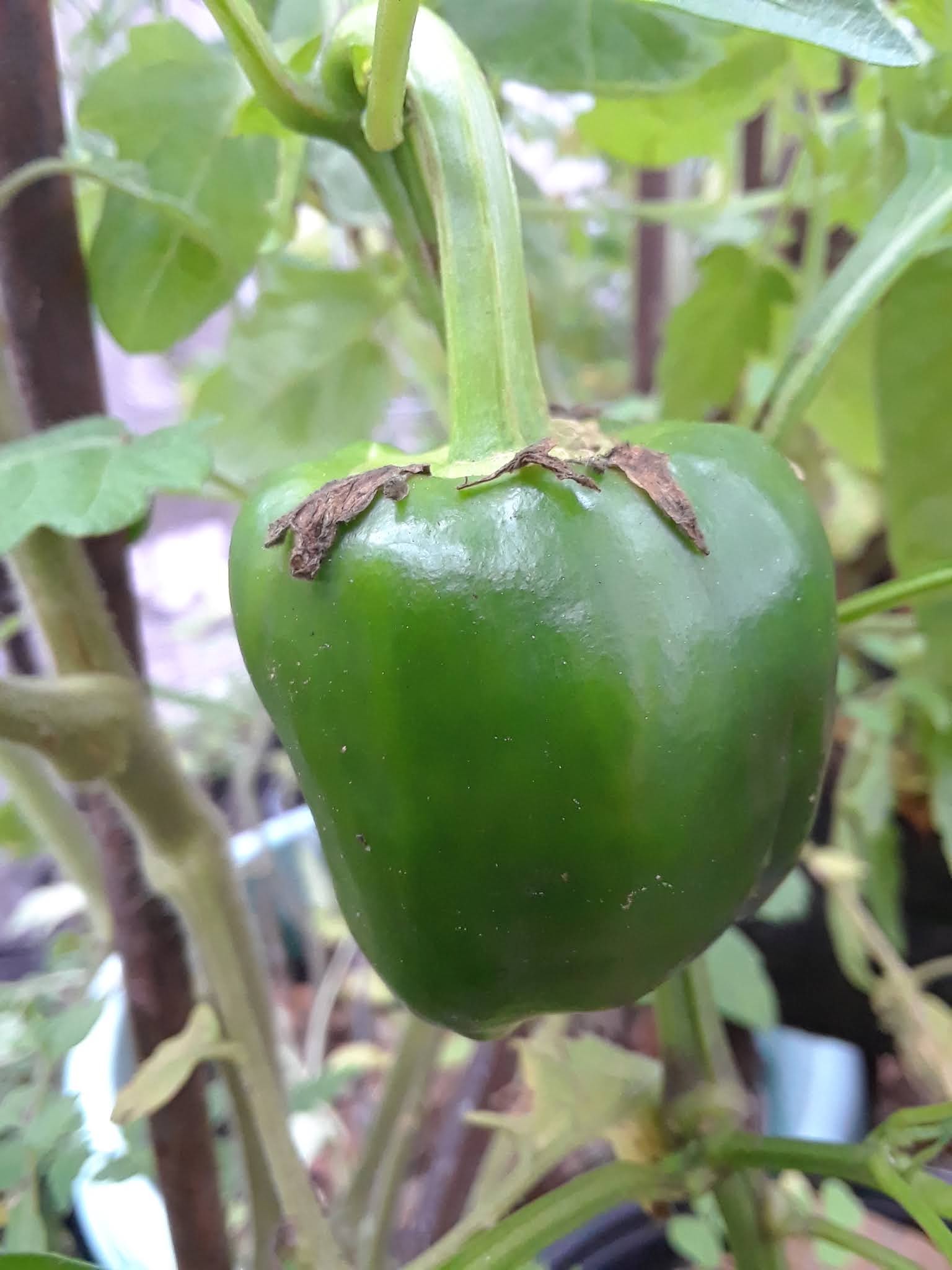 Zone 9B Gardening Calendar North East Florida Planting Schedule