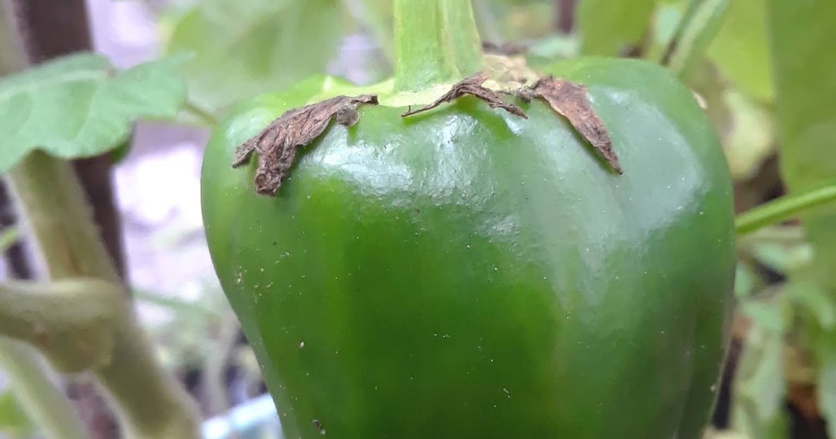 Zone 9B Gardening Calendar North East Florida Planting Schedule