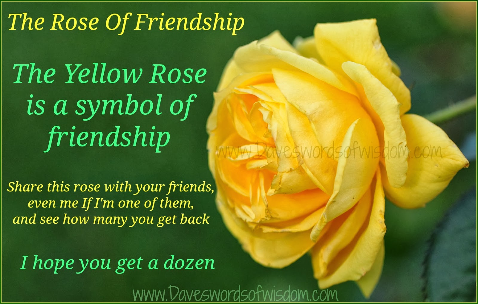 The Yellow Rose Of Friendship