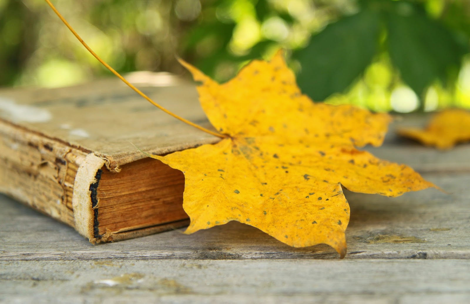 Фото Лист Книга