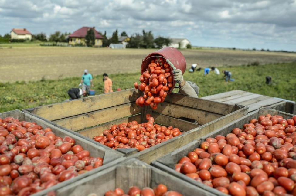 Tomatoes Farm Workers Needed In Canada (24 an hour) APPLY NOW HOLARNS