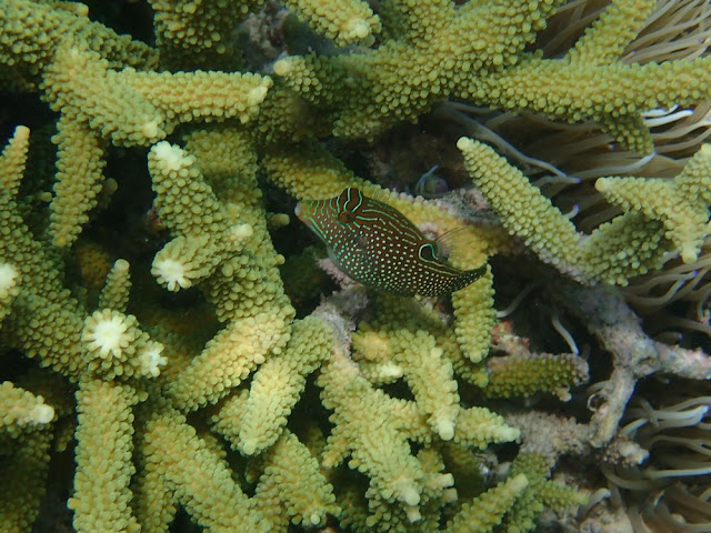 Canthigaster papua Canthigaster papua
