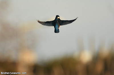 Blauet (Alcedo atthis)