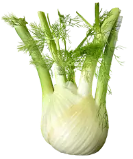 benefits of fennel food Eating