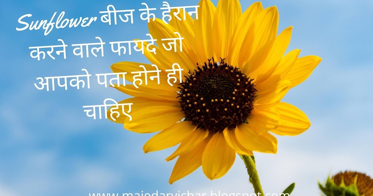 Sunflower बीज के हैरान करने वाले फायदे जो आपको पता होने ही चाहिए