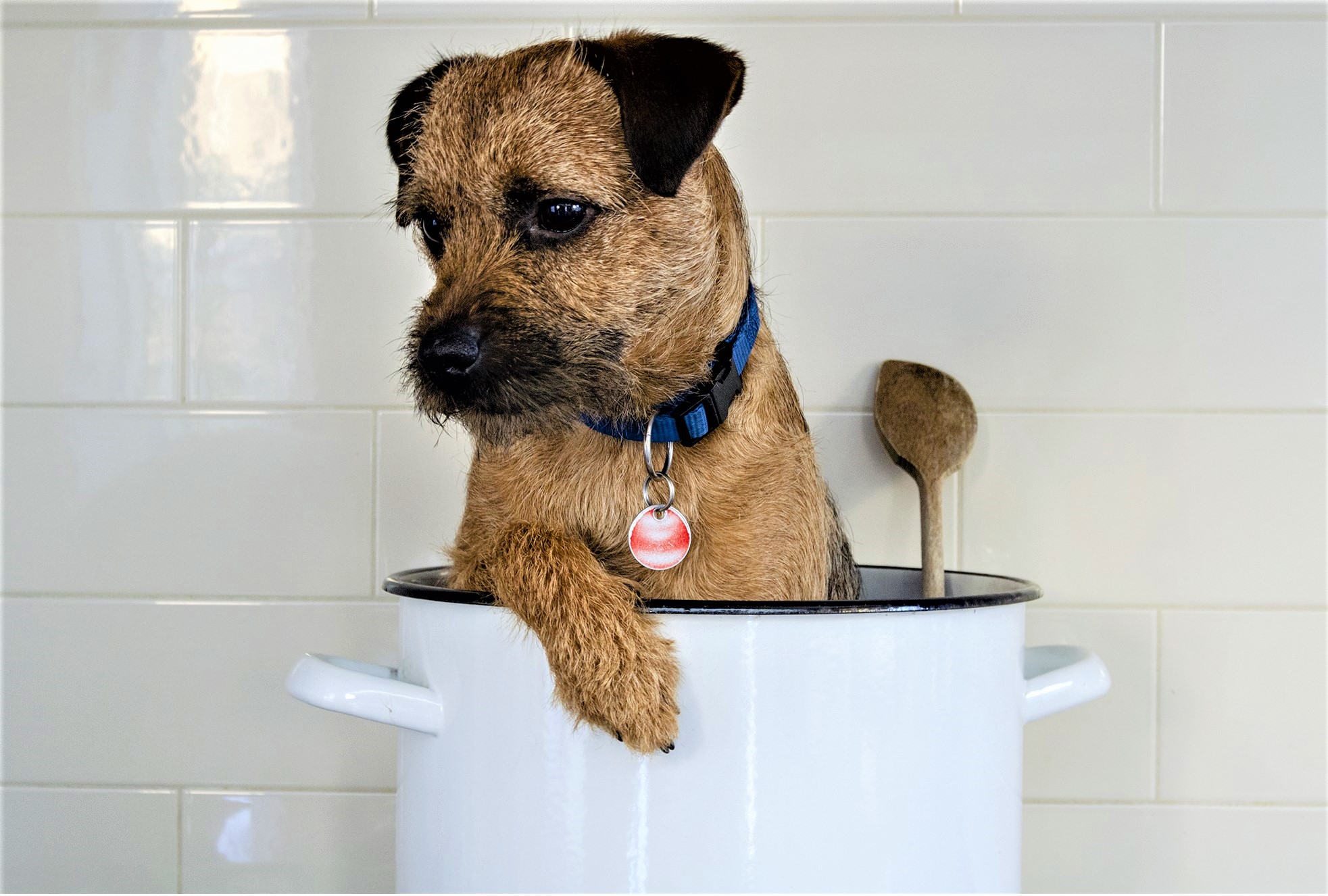 Fieggentrio De hond in de pot vinden Fieggentrio De hond in de pot vinden