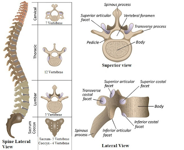 Vertebral column and its curvatures