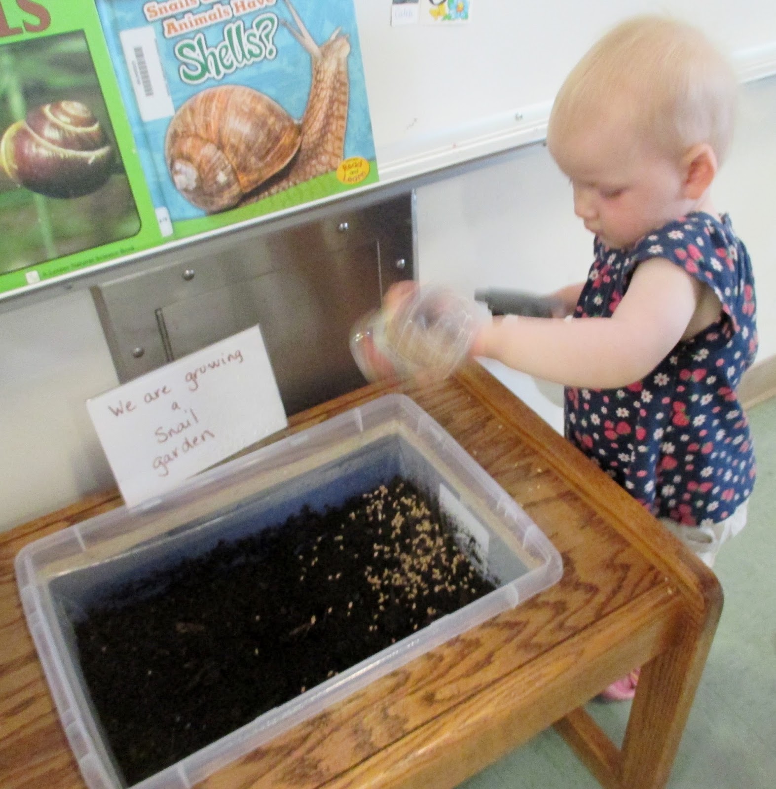 StrongStart Snail Eggs