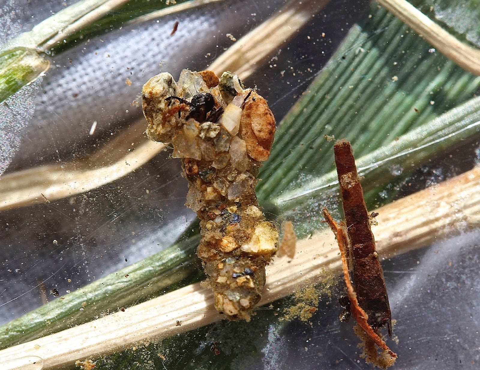 Aquatic Insects of Central Virginia The caddisfly family Uenoidae is now the caddisfly family