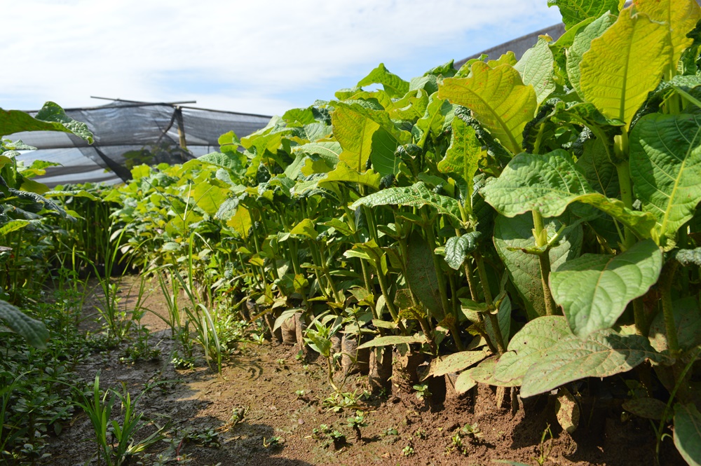 CV Mitra Bibit: Bibit Jabon Bersertifikat Benih Jabon Bersertifikat