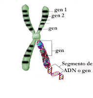 herencia monofactorial