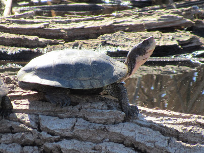 Sacramento National Wildlife Refuge California