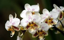 Anggrek Phalaenopsis sturtiana