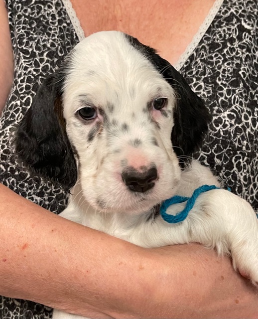 Linwood English Setters Puppies