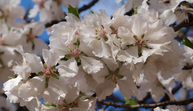 flores-de-almendro