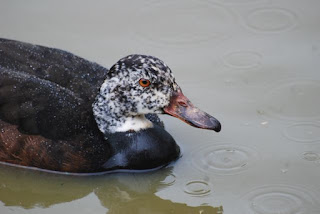 White-Winged Wood Duck © Jonathan Beilby