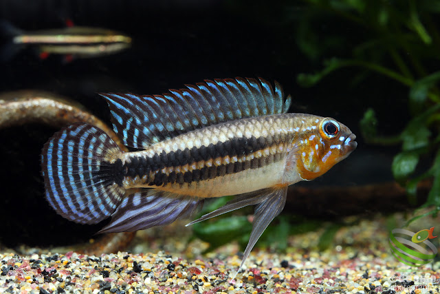 Apistogramma sp. miua