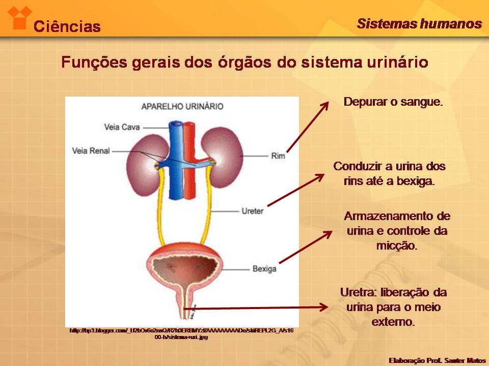 ENCANTOS DA CIÊNCIAS SISTEMA EXCRETOR