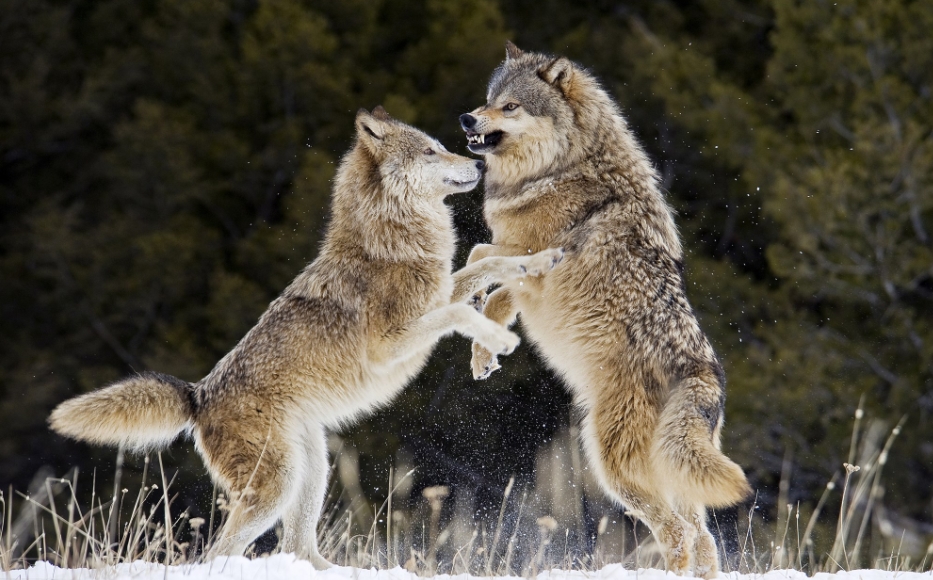White Wolf : U.S. Government to end gray wolf protections across most ...