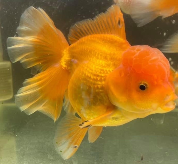 金魚&水族快訊Goldfish & Aquarium Messages 金魚鱗片脫落的原因(Causes of goldfish