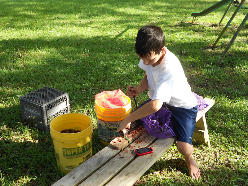 Our Maker's Acres Family Farm Shelling Pecans