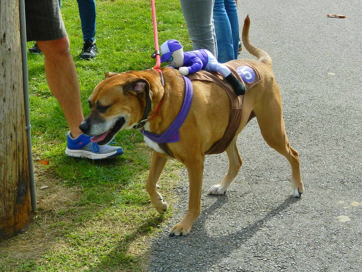Spooky Pooch Parade Lakewood, Ohio Ohio Festivals