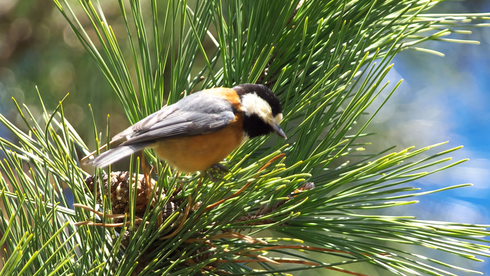 「マルバダ・ピンガ」:イネジータ・バローゾの笑わせてくれる5曲
