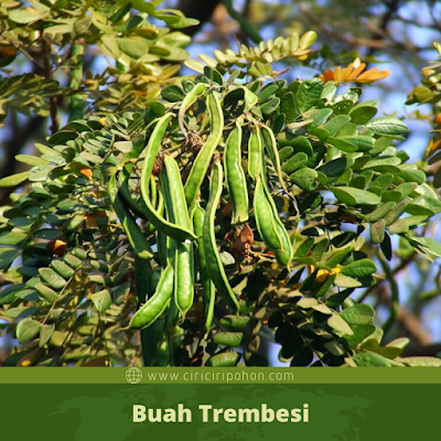 Buah Trembesi